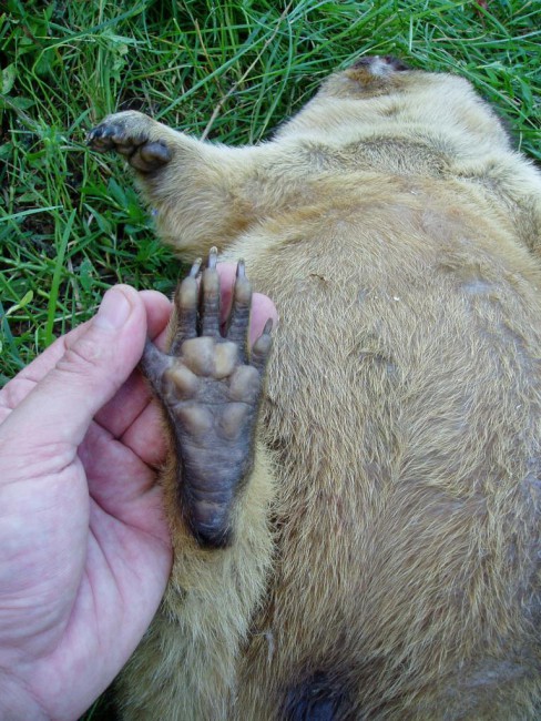 Глеб с сурком 1.JPG (230.48 КБ) Просмотров: 12603 Глеб с сурком 1.JPG