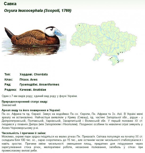 Савка.jpg