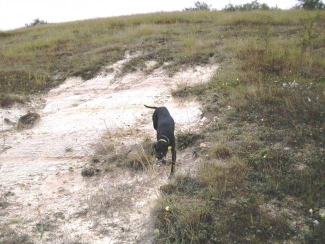 Black aport 1.jpg