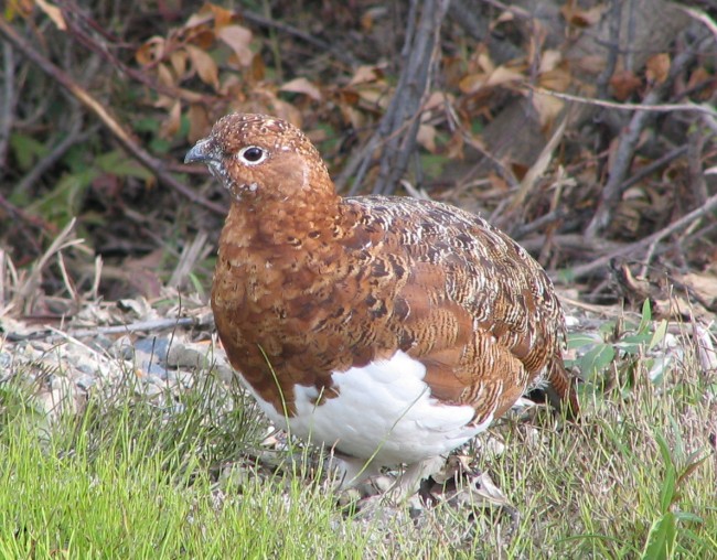 БЕЛАЯ КУРОПАТКА.jpg