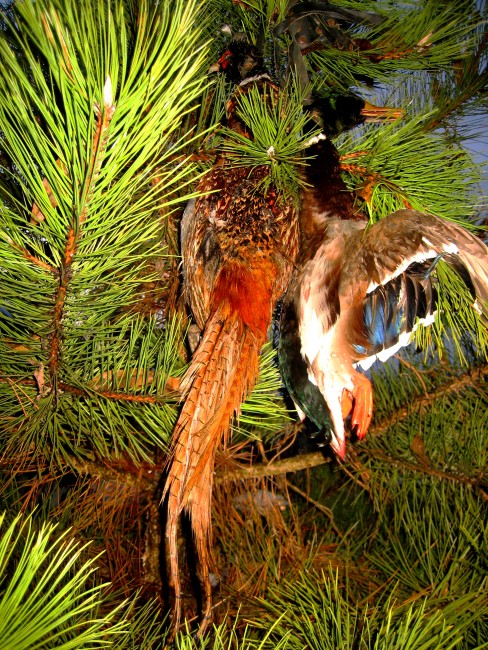 Сгодом красного петуха 28 12.jpg