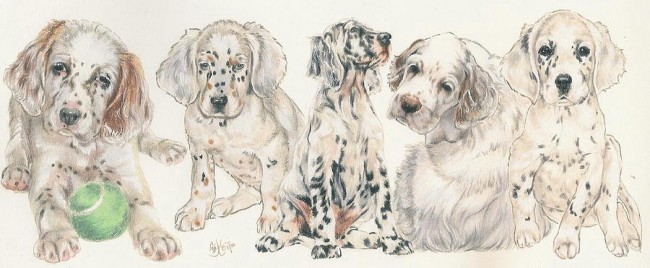 english-setter-puppies-barbara-keith.jpg