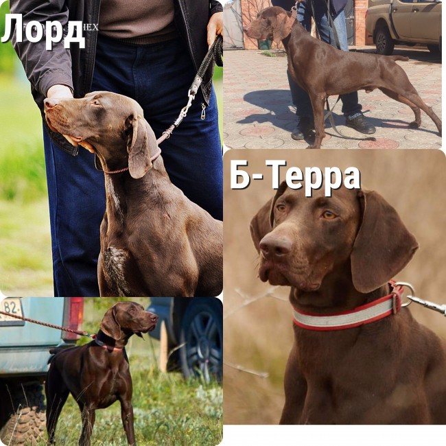 MyCollages (2).jpg
