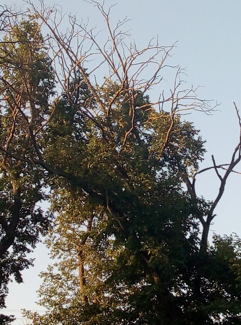 IMG_20190706_063124.jpg