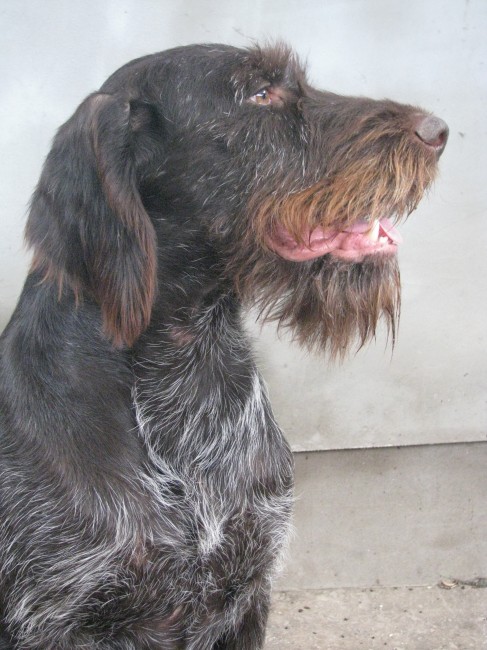 Отец. Дипломы 5 третих. П.К.Ф.В.