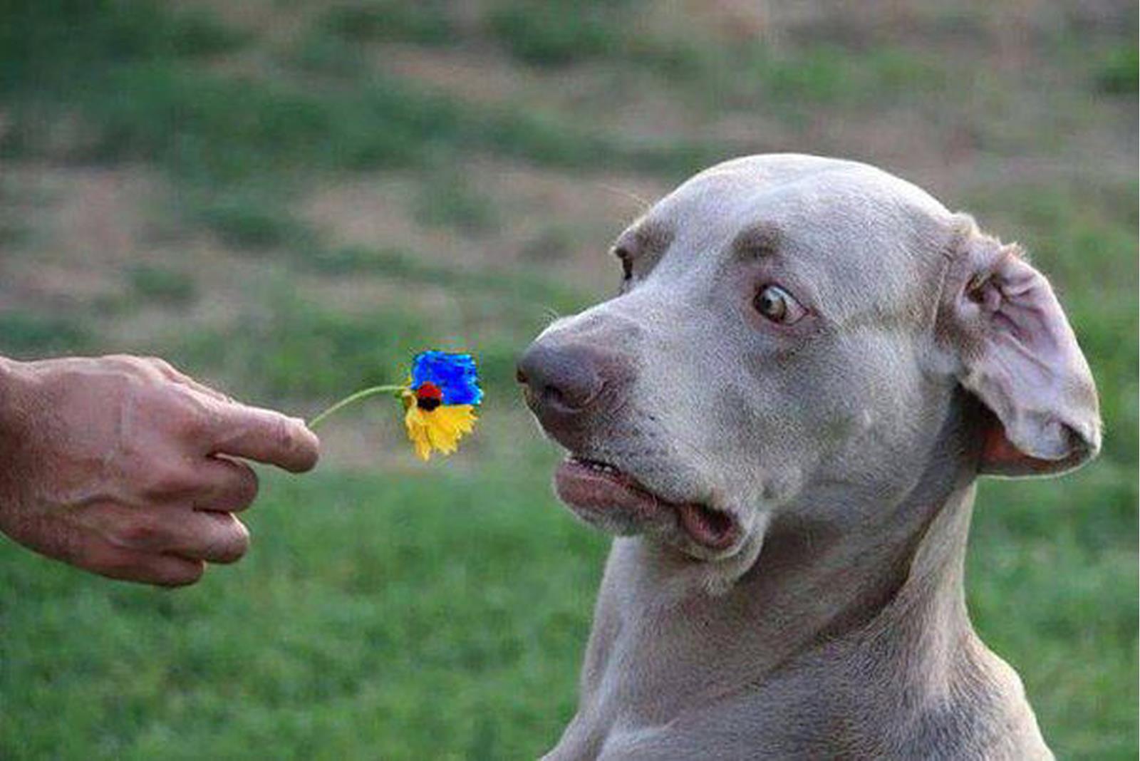 dog.jpeg