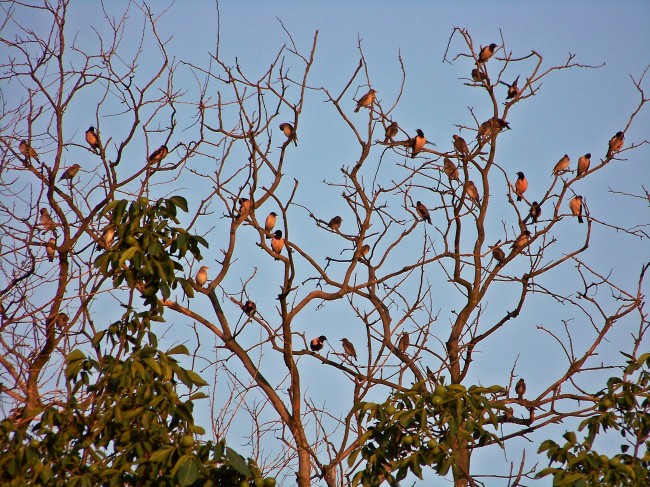 100_4609.jpg (383.33 КБ) Просмотров: 13894 100_4609.jpg