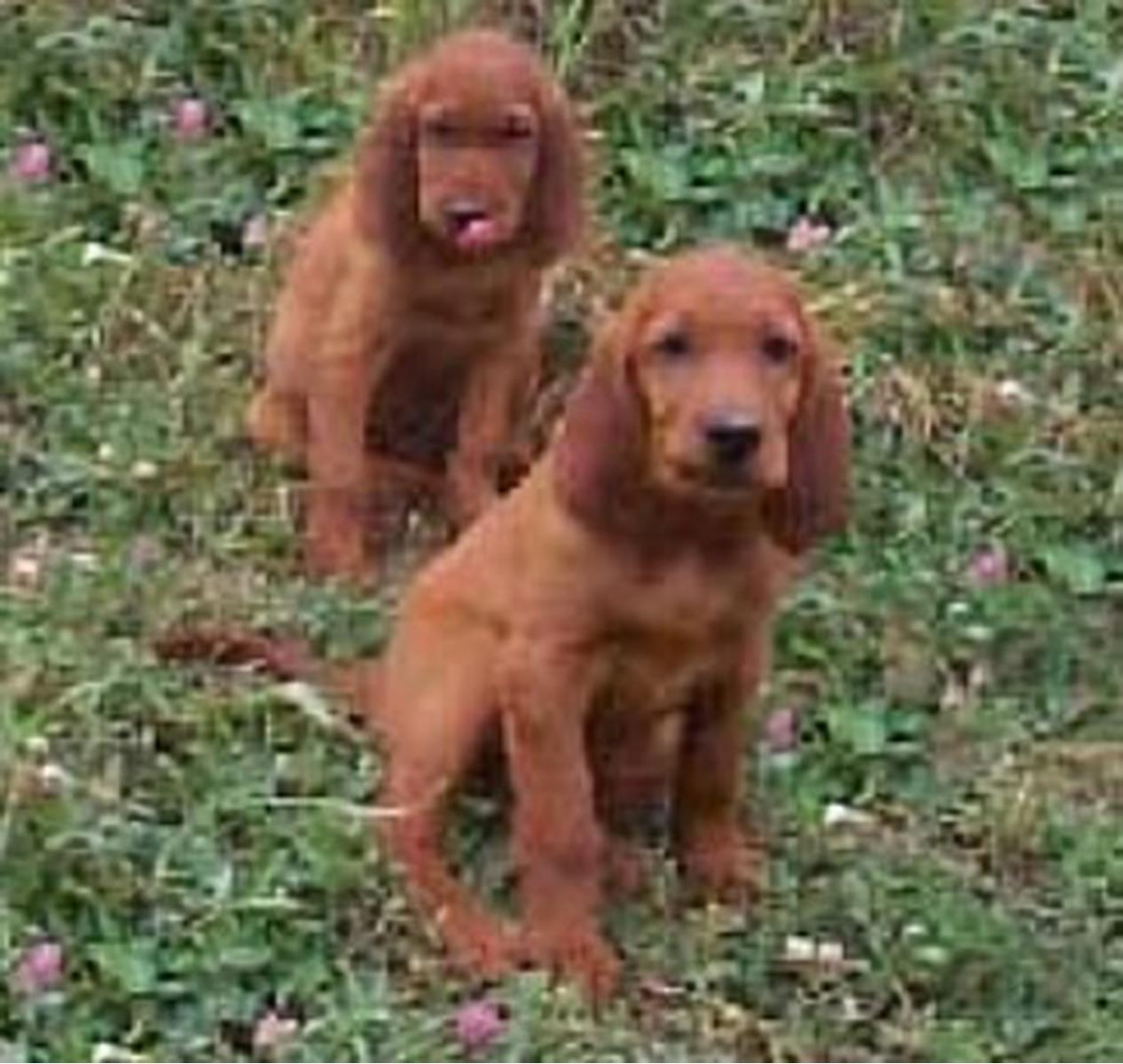 irish-setter-puppies1.jpg