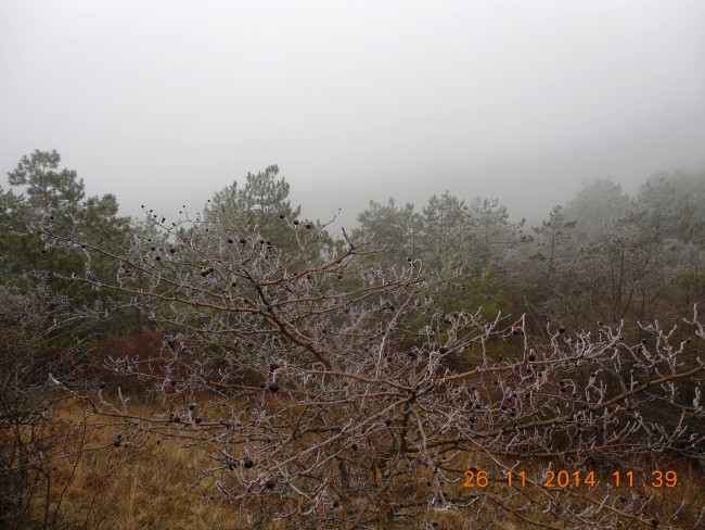 26 ноябрь туман.jpg