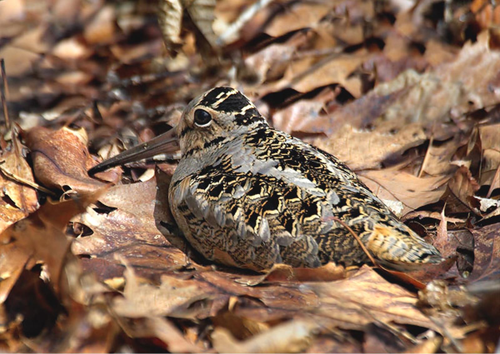 AmericanWoodcock.jpg