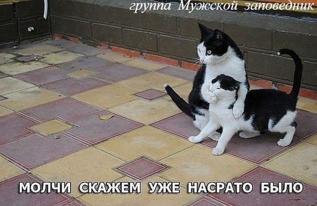 Коты.jpg