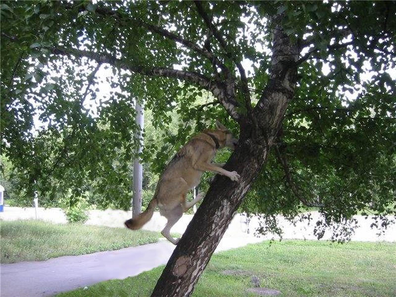 дея  1.JPG