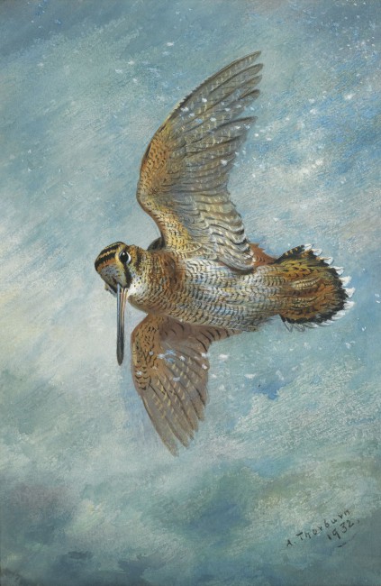 ARCHIBALD-THORBURN-1860-1935-CAUGHT-IN-A-BLIZZARD-WOODCOCK.jpg