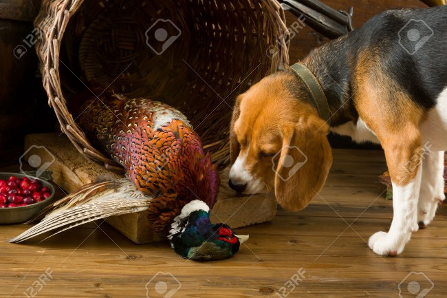 33155195-Young-beagle-dog-smelling-a-dead-pheasant-after-a-hunting-day-Stock-Photo.jpg