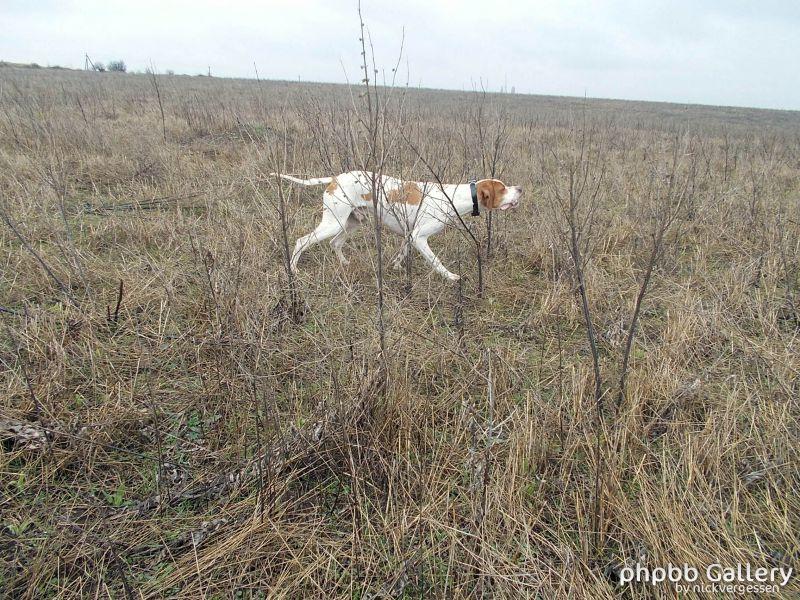 Межрегиональные состязания легавых