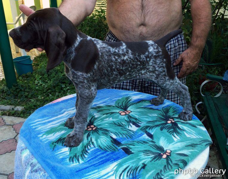 Щенки. Мирада