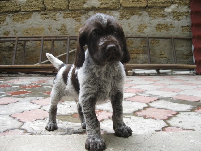 IMG_3394.JPG (252.63 КБ) Просмотров: 6842 IMG_3394.JPG